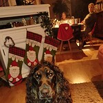 Cocker spaniel lucy met kerstcadeaus en kerstversiering in huis.