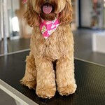 Schattige cockapoo bijou met roze bandana op de trimsalon.