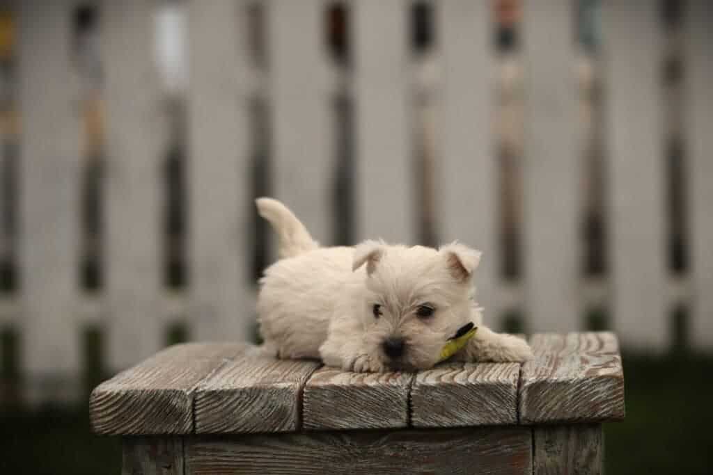Schattige witte puppy ligt op houten platform met groene achtergrond.