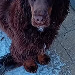 Engelse cocker spaniel rufus met lange oren en glanzende vacht.
