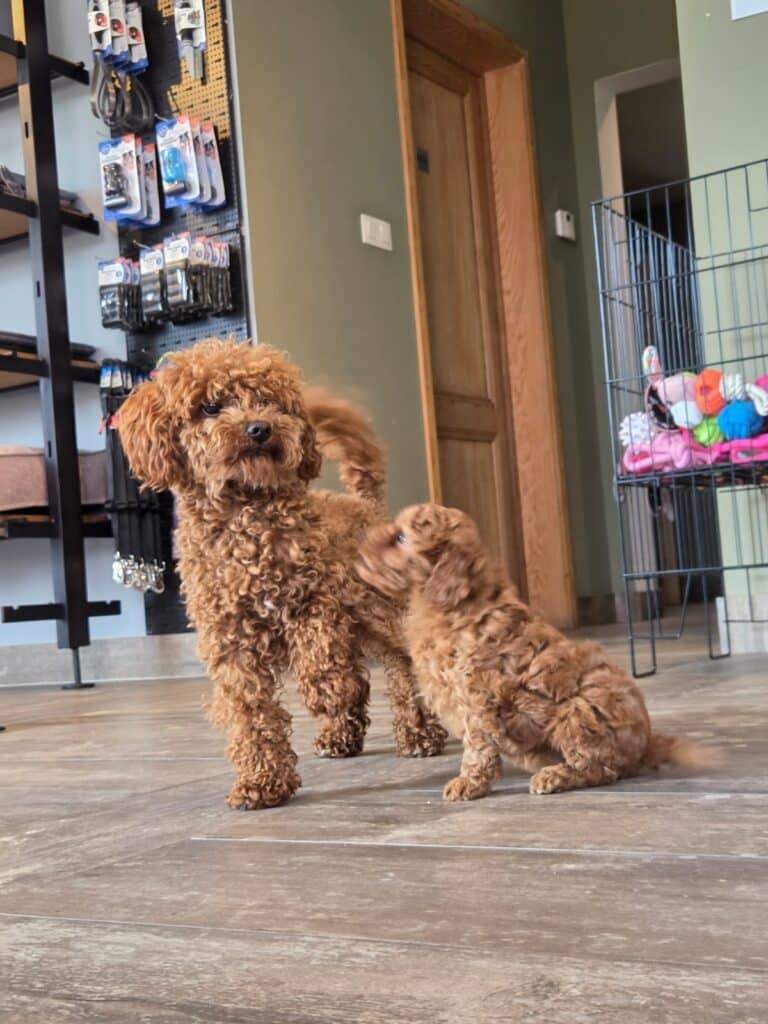 Twee poedels in huis, een volwassen en een puppy, op houten vloer.