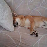 Schattige shiba inu puppy rust op een bankje in vilvoorde, be.