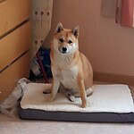Schattige shiba inu hond op een bed in vilvoorde, be.