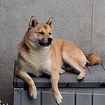 Shiba inu hond rust op een grijze container buiten.