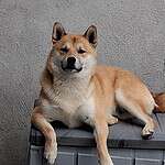Shiba inu hond ligt op een grijze container tegen een muur.