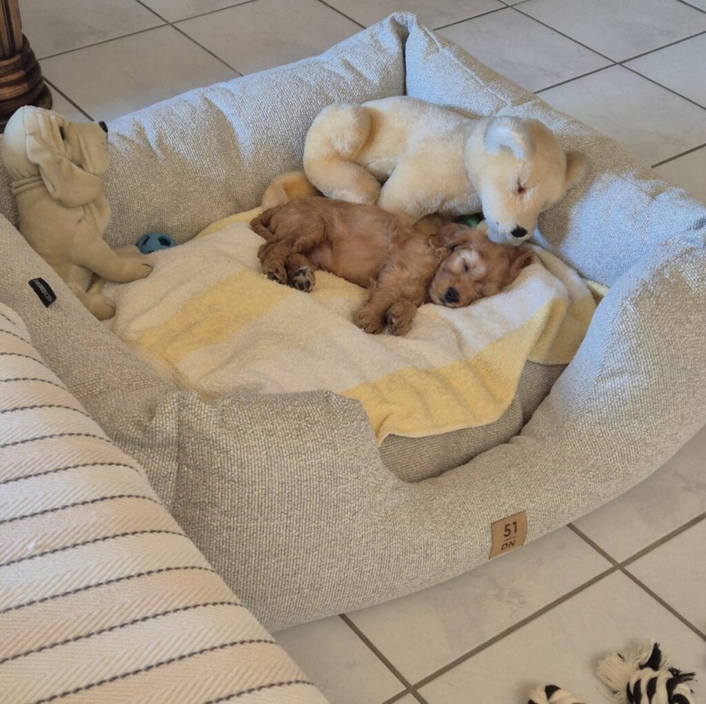 Balou de cockapoo ligt in een hondenmand met een puppy, schattig en ontspannen.