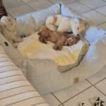 Balou de cockapoo ligt in een hondenmand met een puppy, schattig en ontspannen.