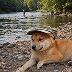 Shiba inu puppy met hoedje rust op de rivierbank in de natuur.