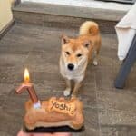 Schattige shiba inu yoshi kijkt naar een hondenkoekje met een brandende kaars.
