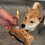 Shiba inu met een hondenkoekje en een verjaardagskaarsje.
