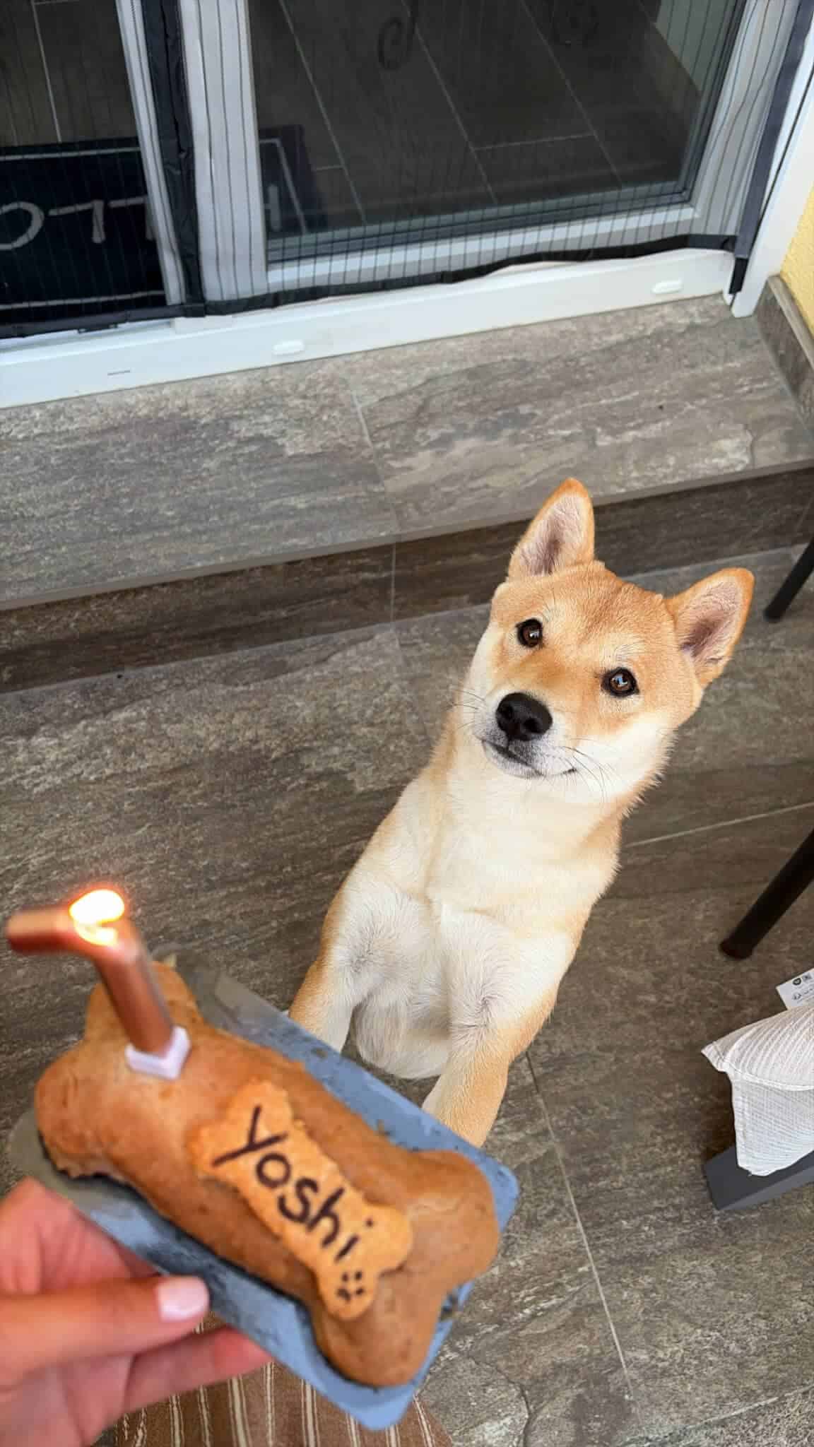 Hund allein sein lernen