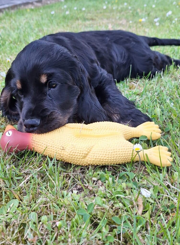 Schattige engelse cocker spaniël puppy met speelgoed op gras.