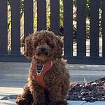 Schattige poedel puppy op terras met houten hek.