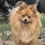 Adorable spitz nain peppa dog at woefkesranch in hyon, be.