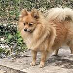 Adorable spitz nain peppa standing outdoors in a natural setting.