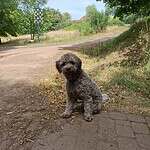 Adorable labradoodle puppy sitting outdoors on a dirt path.