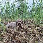 Cute labradoodle puppy lying in tall grass outdoors.