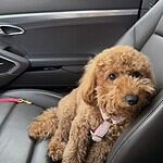 Adorable brown poodle puppy sitting on car seat with pink collar.