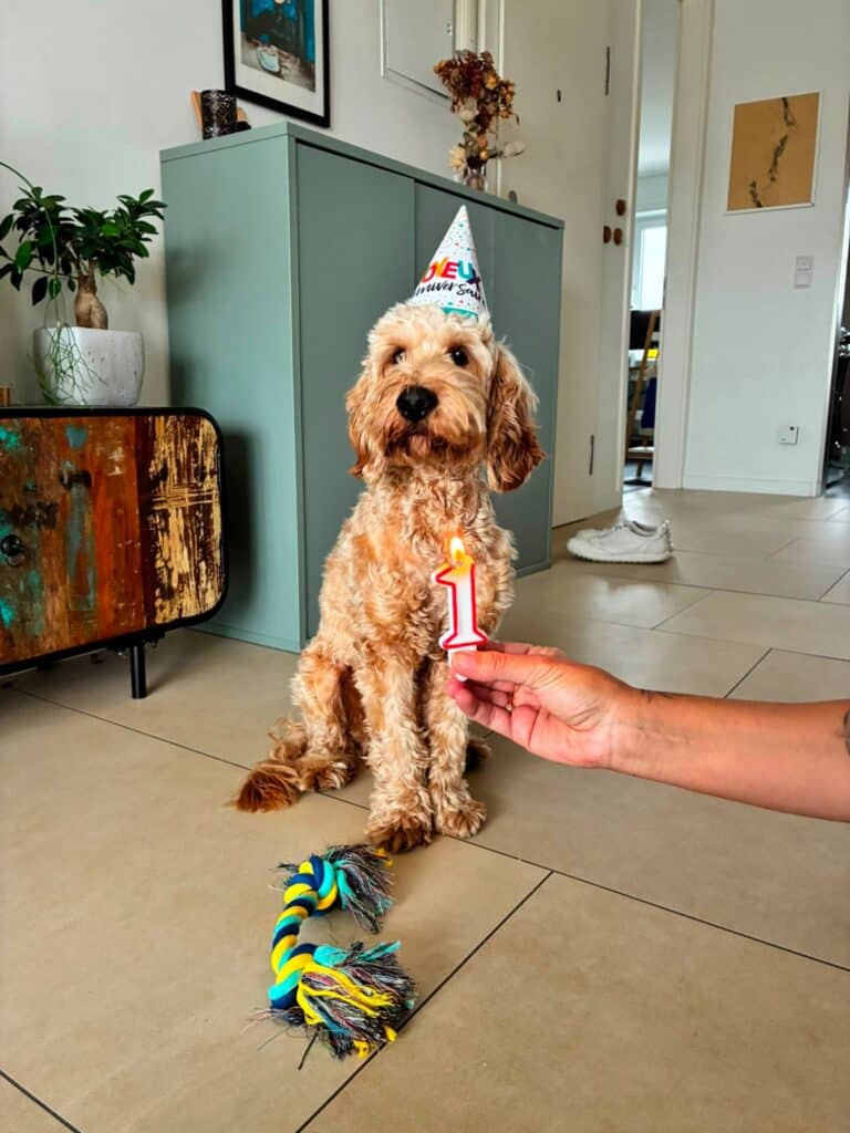 Cute cockapoo dog celebrating birthday with party hat and candle.