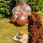 Schattige poedel roxy naast feestballonnen en cupcake in tuin.