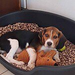 Adorable beagle puppy lying in a dog bed with a plush toy.