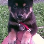 Schattige shiba inu puppy met zwart en tan vacht op grasveld.