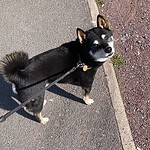 Adorable black and tan shiba inu dog on a walk with a leash.
