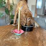 Nikey cockapoo puppy eating from a black bowl on a wooden table.