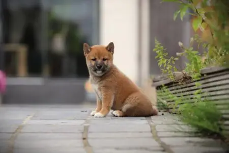 Shiba Inu puppy te koop
